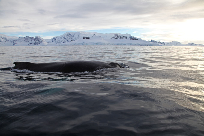 Wilhelmina Bay whale dive 2