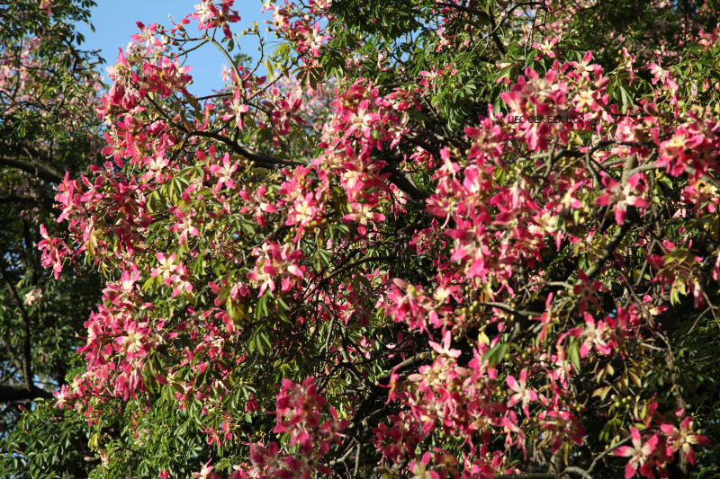 flowers of Argentina