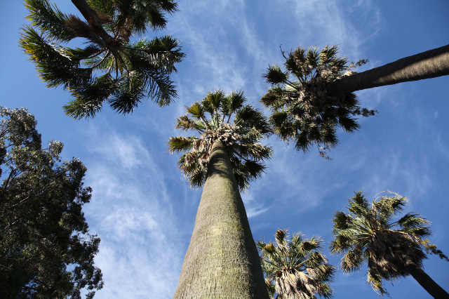 palms and sky in Montevideo